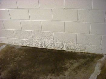 black mold on basement wall